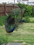 SX26990 Peacock display fanning feathers [Pavo cristatus] in garden.jpg